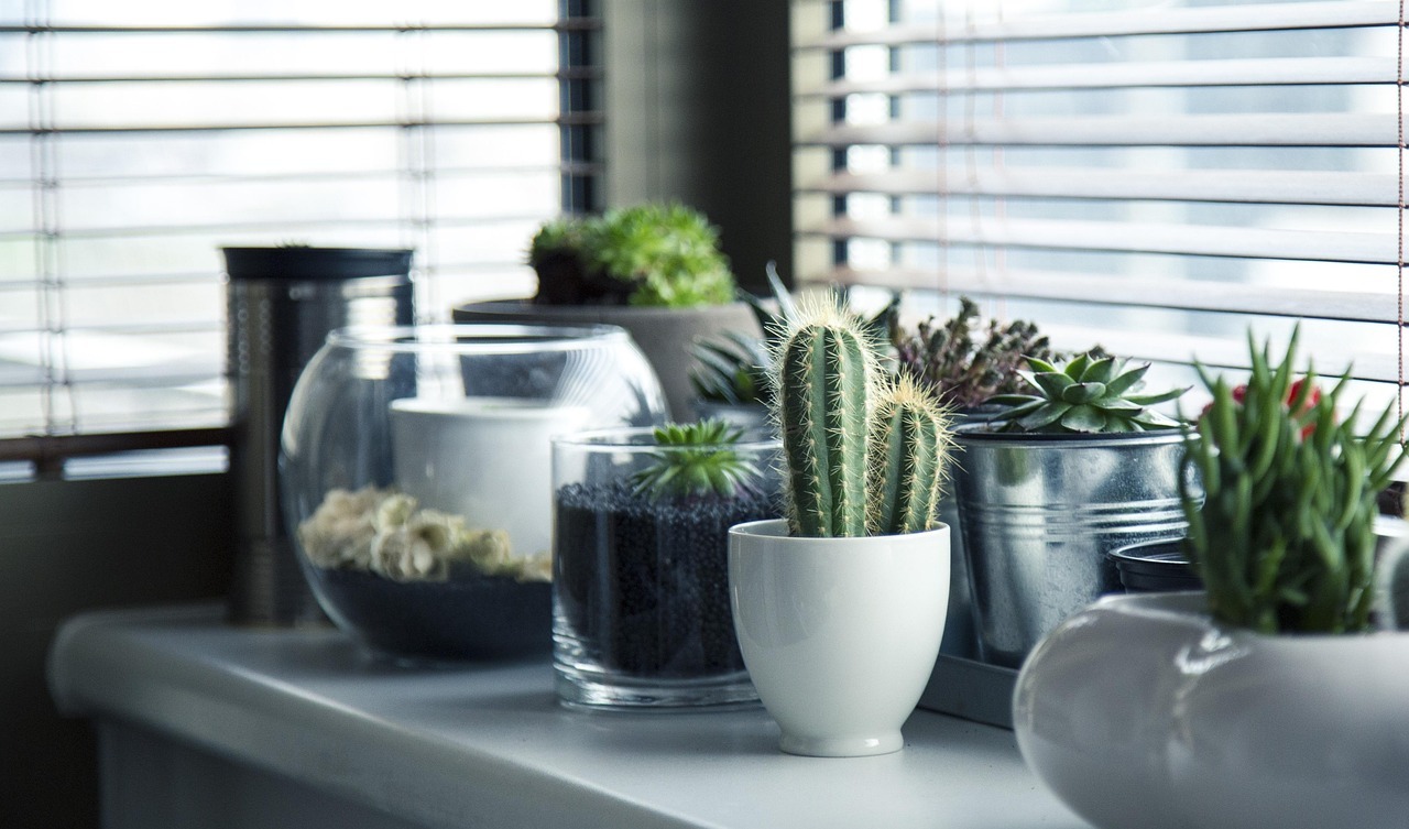 Cómo revitalizar tus plantas de interior en otoño: guía práctica para flores saludables