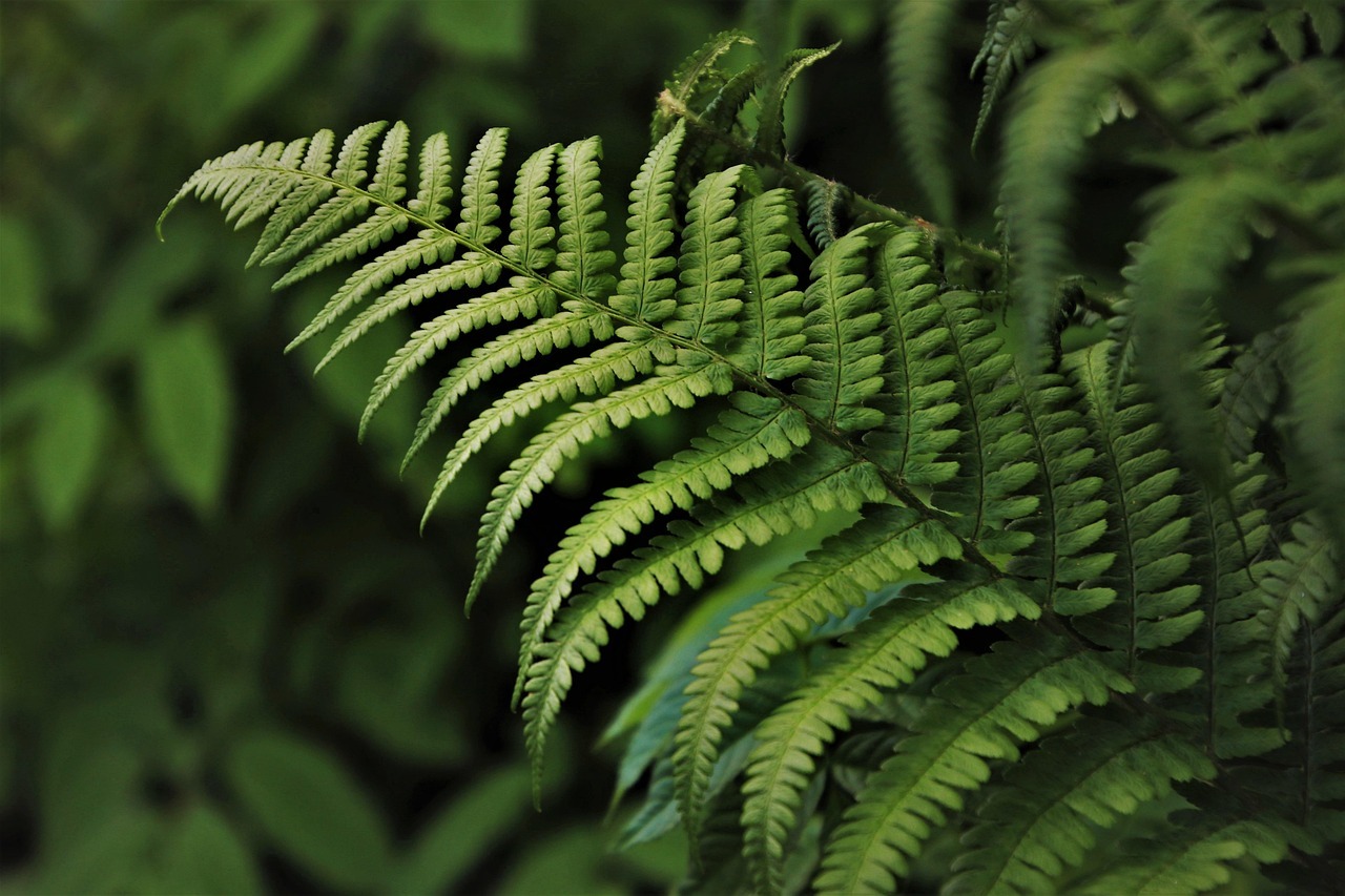 Fertilizante casero para helechos: la receta natural que estimula un crecimiento abundante