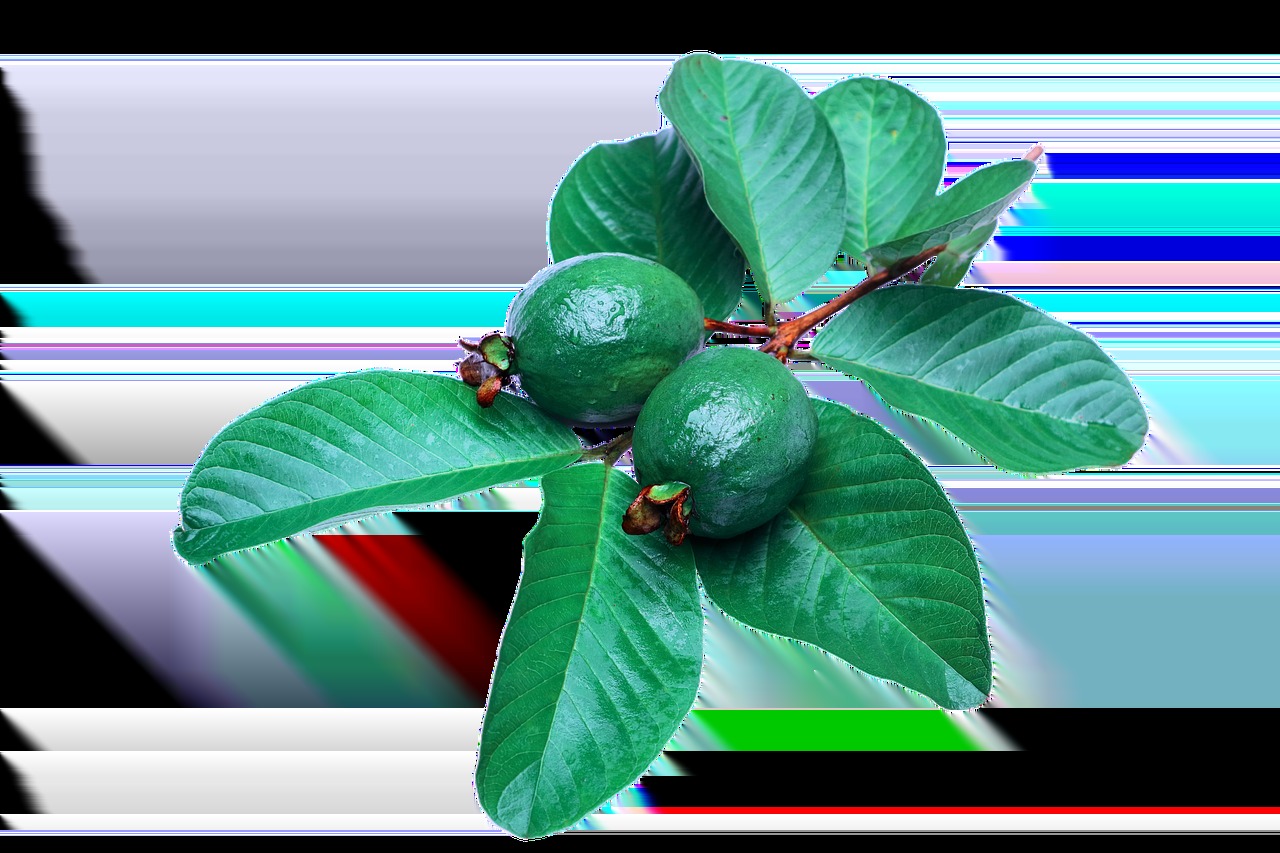 Hojas de guayaba: 12 beneficios y usos que la medicina tradicional respalda