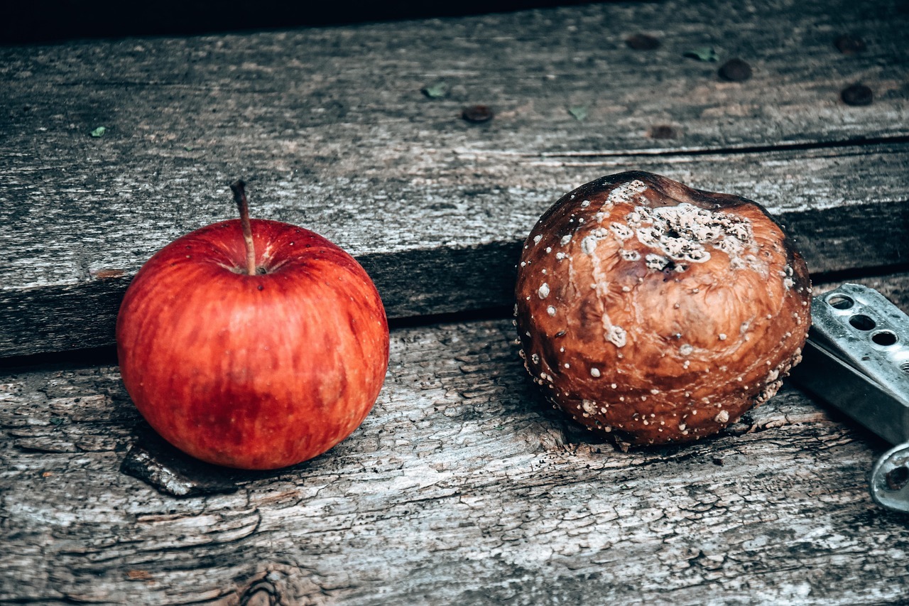 Qué hacer con las manzanas podridas caídas bajo el manzano: usos correctos en el jardín