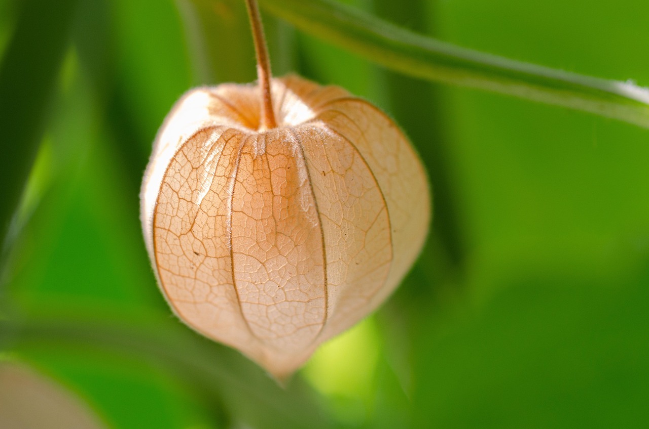 Uchuva (Physalis peruviana): la pequeña fruta dorada que cuida tu vista y potencia tu salud