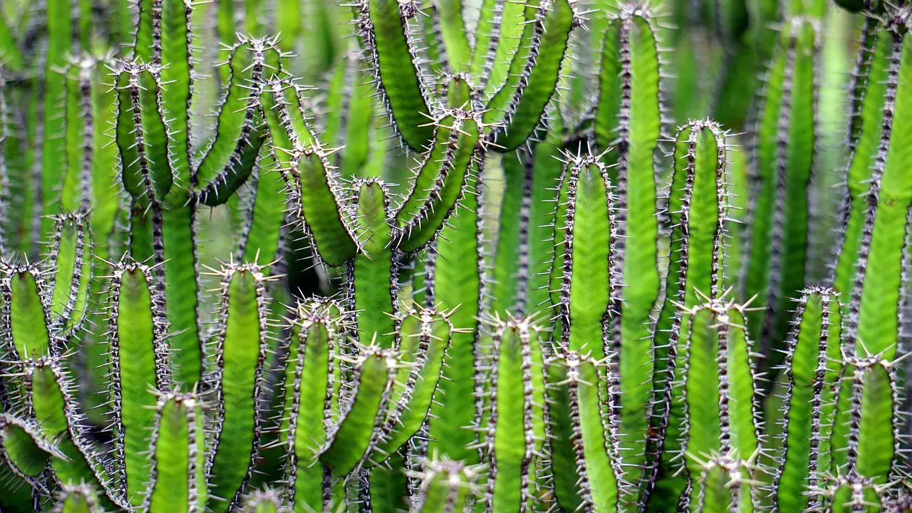 Cactus y suculentas: novedades, cuidados y consejos para tu colección en casa