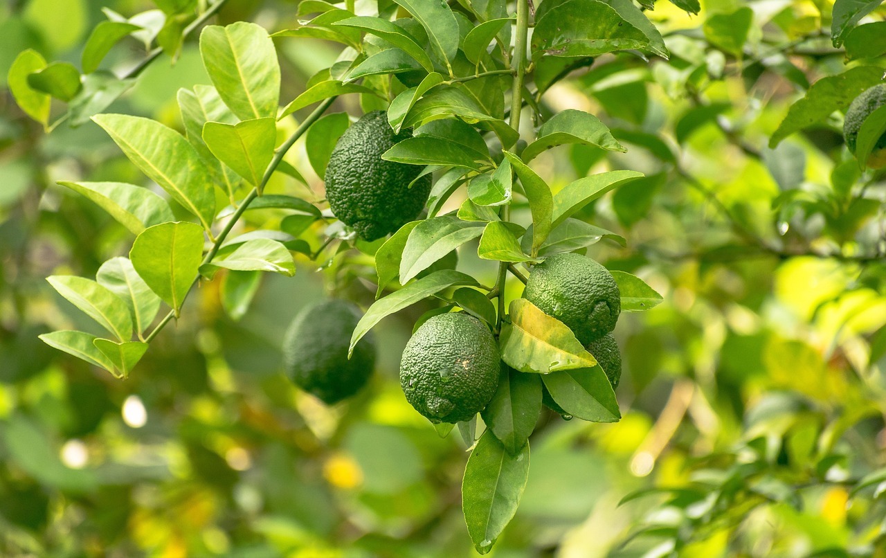 Cómo orientar las ramas del limonero en maceta para aumentar la producción de flores y limones