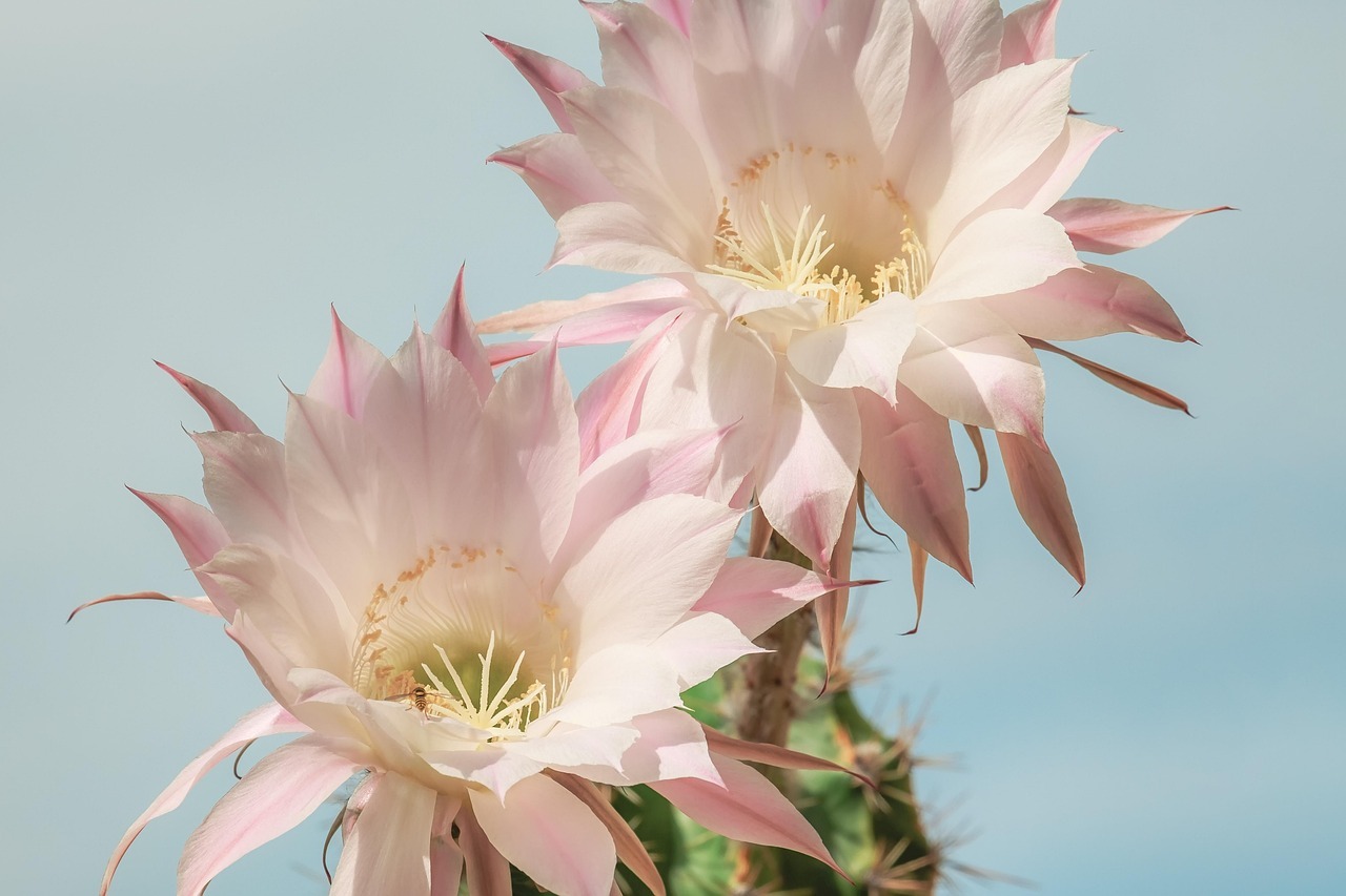 Cómo revivir un cactus de Navidad con café, cáscara de plátano y avena: método casero paso a paso