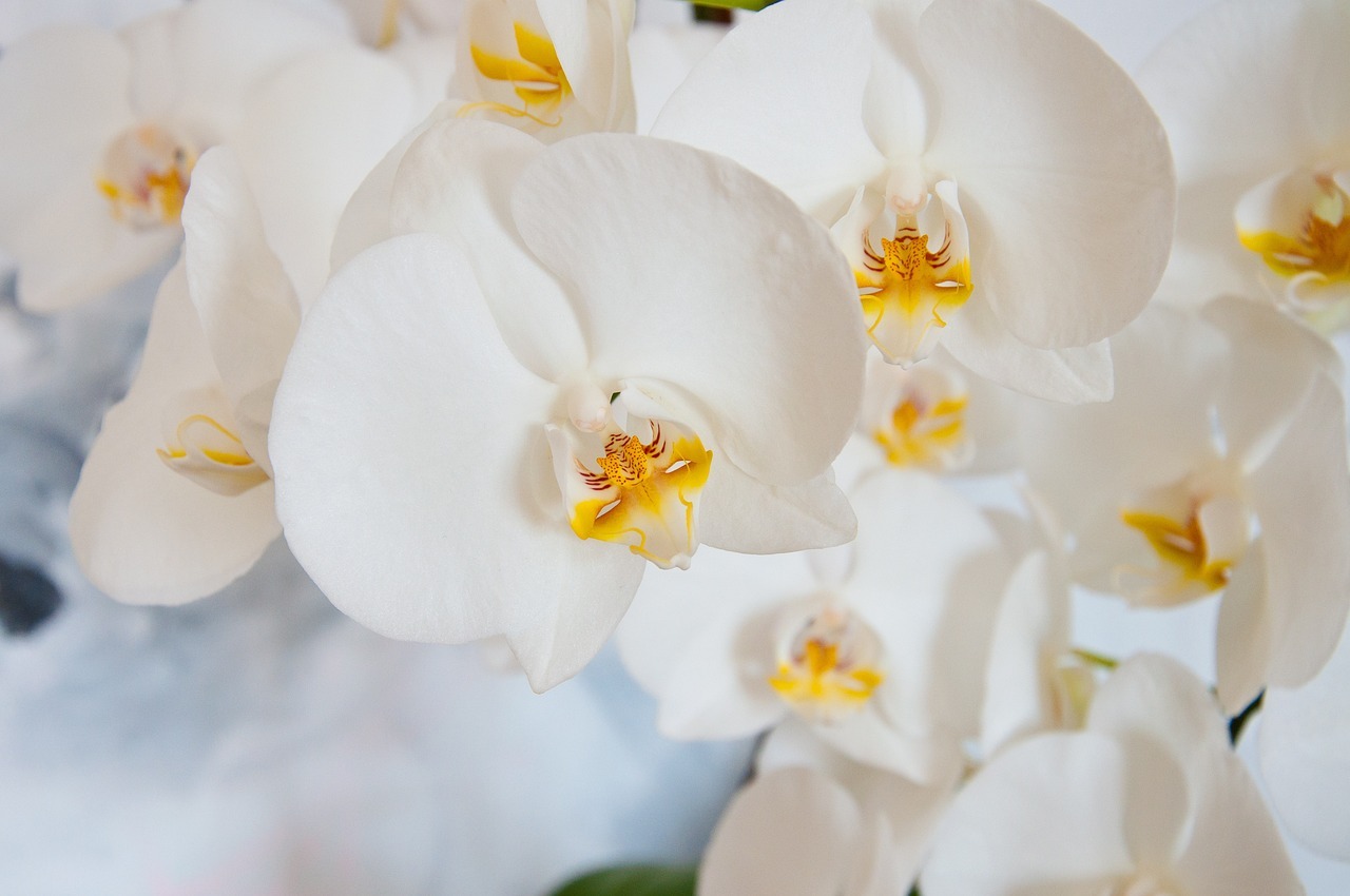 Cómo revivir una orquídea Phalaenopsis y propagar nuevos brotes con soluciones naturales