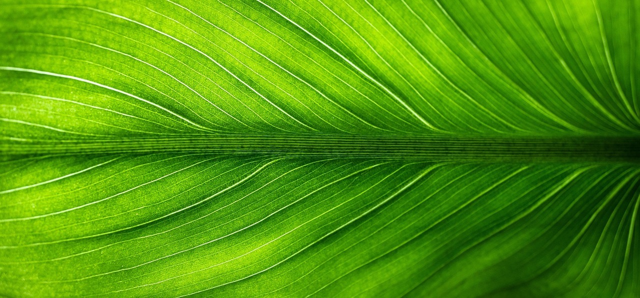 Fertilizante natural con hoja de laurel para revivir plantas de interior débiles y amarillentas